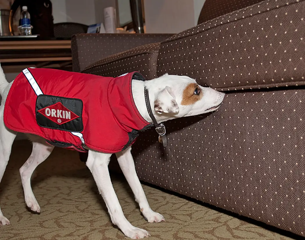Frankie the Bed Bug Dog Frankie the Bed Bug Dog